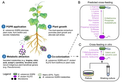 突破关键瓶颈 土壤微生物与有机肥团队在合成菌群构建领域取得重大进展