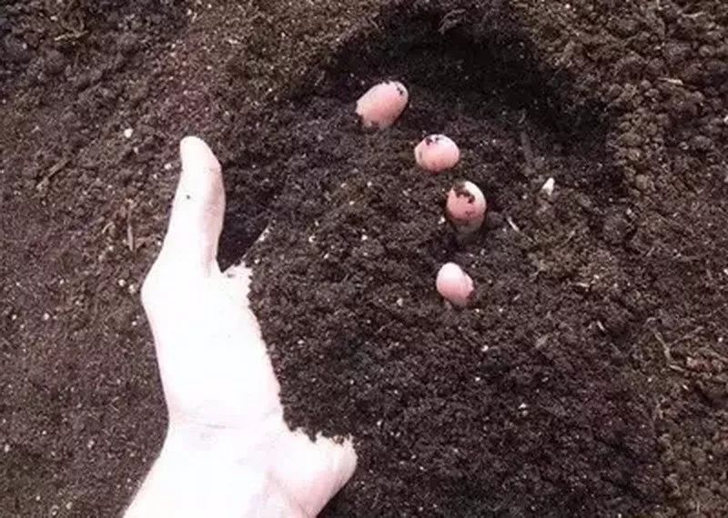 微生物肥料与微生物菌剂的区别、联系及生物有机肥料的研发前景