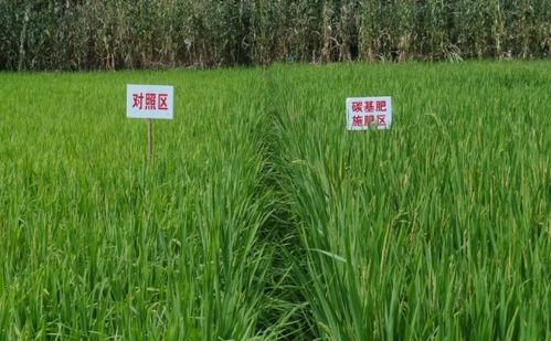 碳基营养肥的绿色革命 刘存寿院士的创新之路