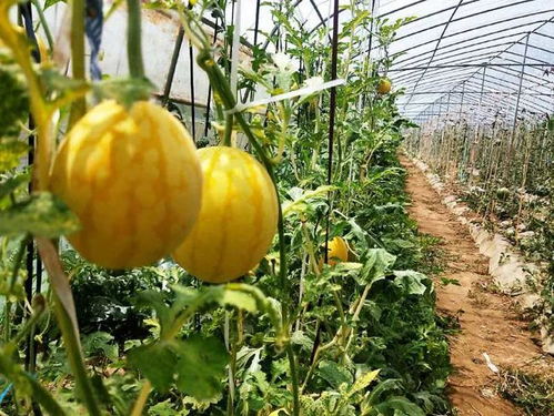 弃化肥，择菌肥 一位农户的有机觉醒